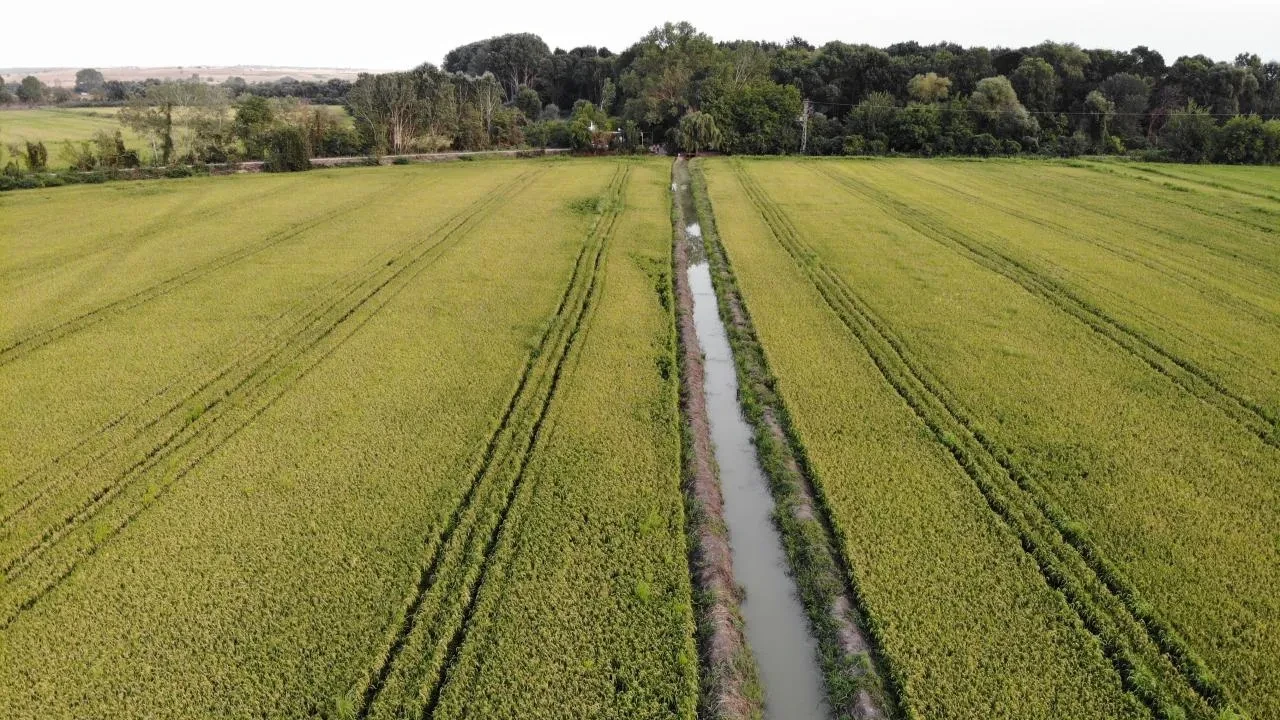 Sofradaki büyük tehlike! Pilav yerine zehir mi yiyoruz?