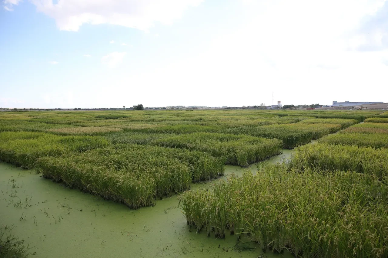 Sofradaki büyük tehlike! Pilav yerine zehir mi yiyoruz?