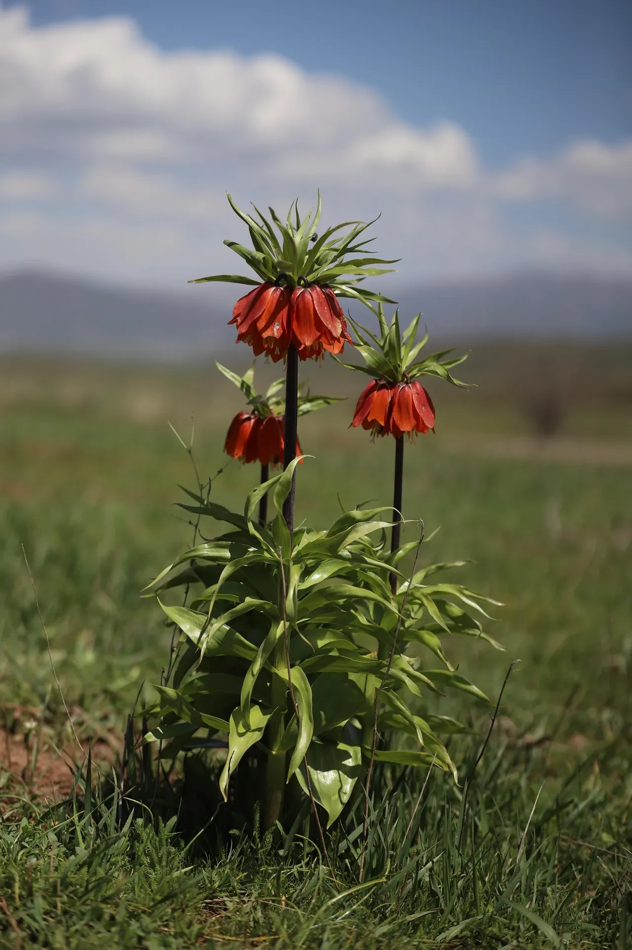 20 gün canlı kalıyor: Koparan arsa parası ödüyor! Bu hataya düşmeyin