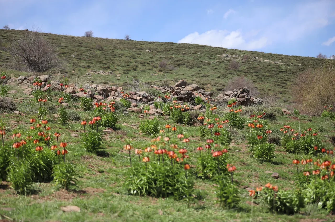 20 gün canlı kalıyor: Koparan arsa parası ödüyor! Bu hataya düşmeyin