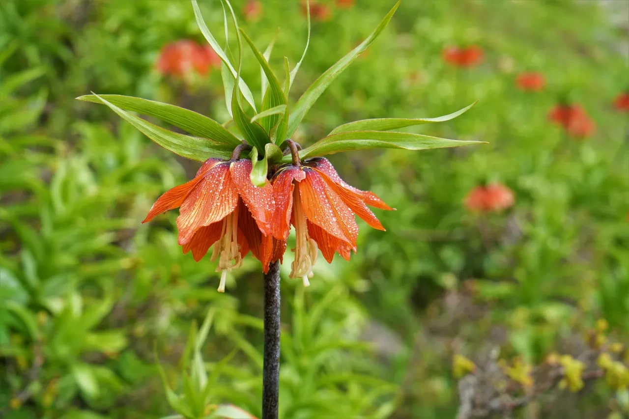 20 gün canlı kalıyor: Koparan arsa parası ödüyor! Bu hataya düşmeyin