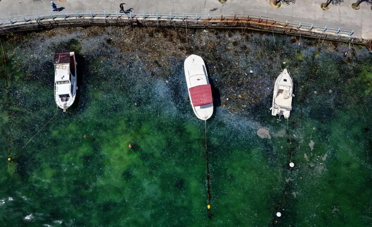 İstanbul Boğazı'nda iğrendiren görüntü! Müsilaj tehdidi giderek artıyor