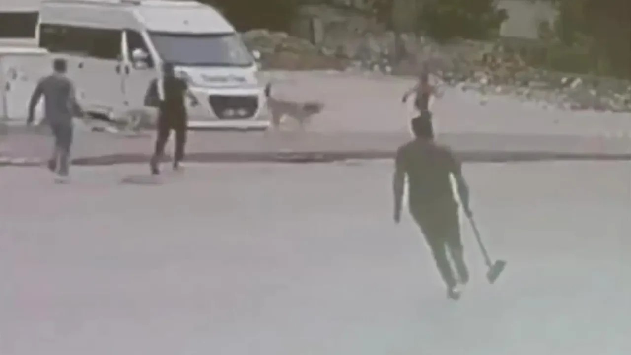 Köpekler çocuğa saldırdı! Esnaf sopalarla kurtardı