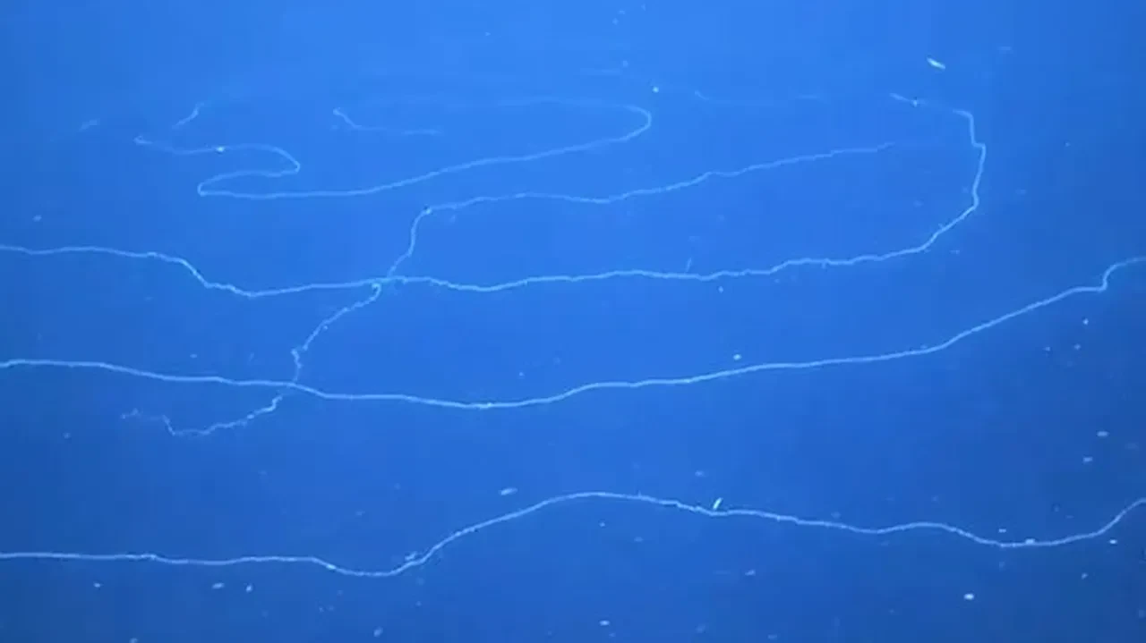 Okyanus dibinde bilinen en uzun hayvan dikkat çekti! 45 metre uzunluğunda