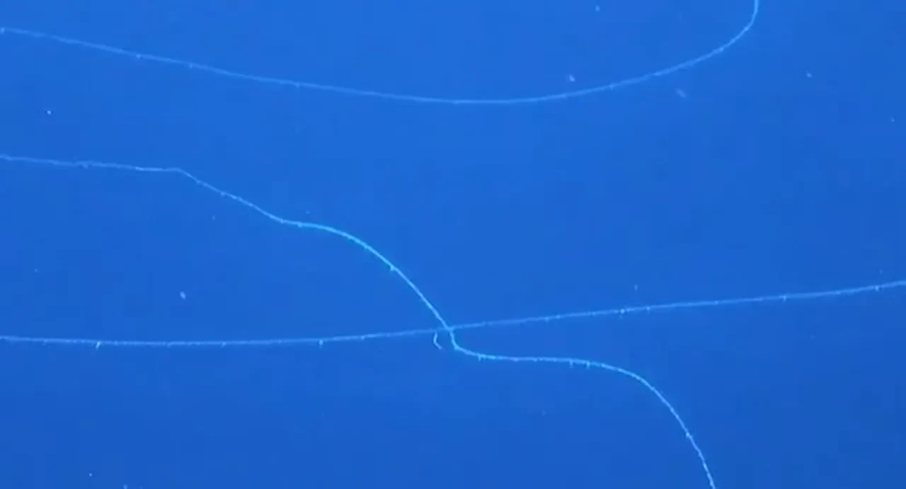 Okyanus dibinde bilinen en uzun hayvan dikkat çekti! 45 metre uzunluğunda