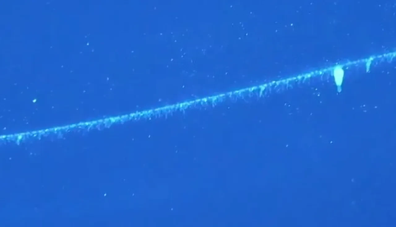 Okyanus dibinde bilinen en uzun hayvan dikkat çekti! 45 metre uzunluğunda