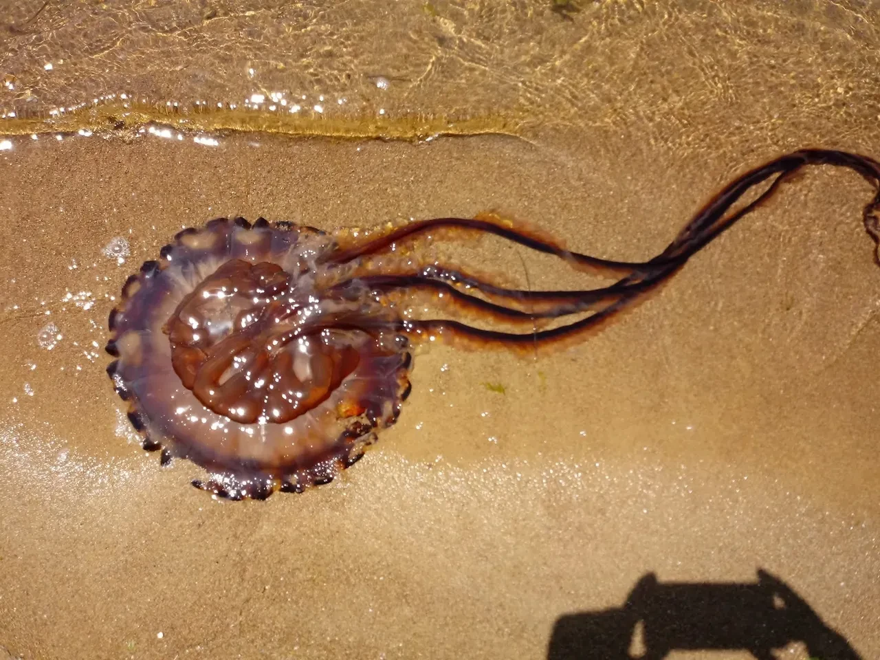 Pusula denizanası Erdek'te karaya vurdu