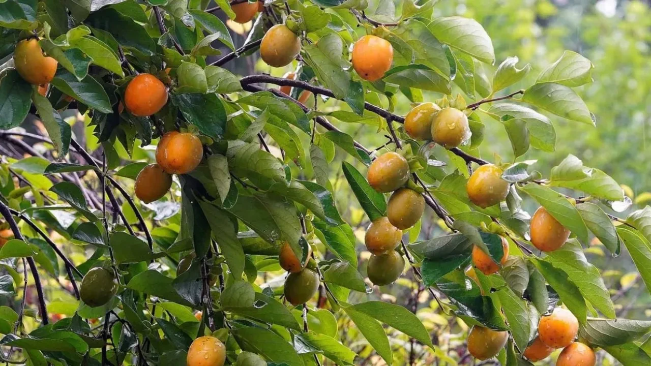 Trabzon hurmasının diğer adı nedir?