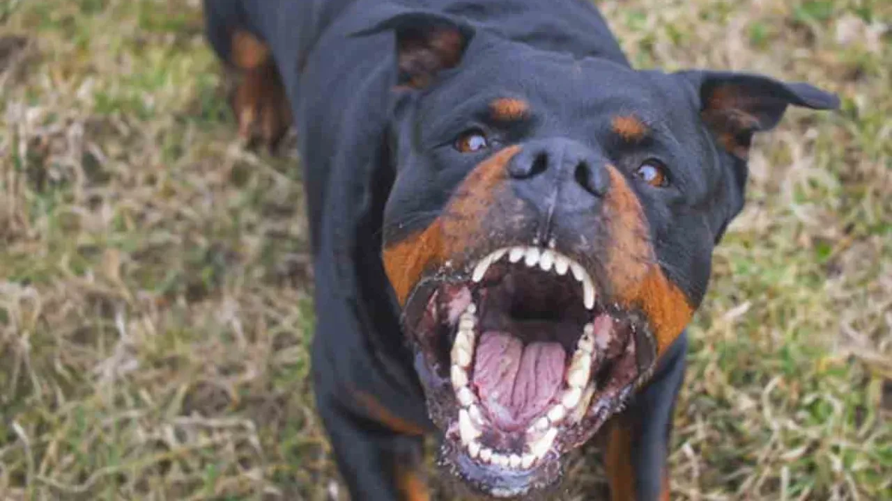 Yine bir başıboş köpek dehşeti! Acı içinde yardım istedi
