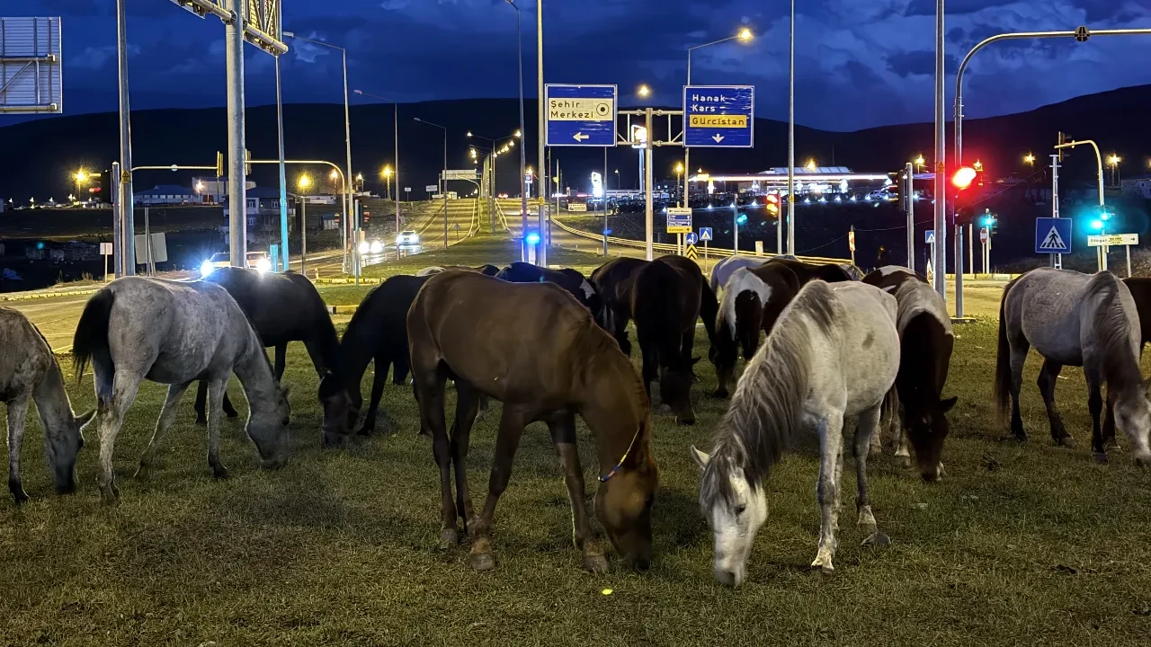 Yiyecek arayan yılkı atları Ardahan