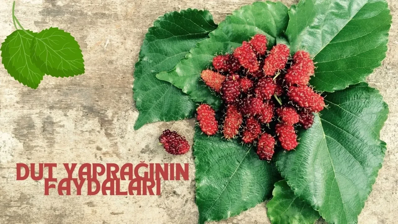 Altın değerinde bilgi! Her yerden dut yaprağı toplayacaksınız