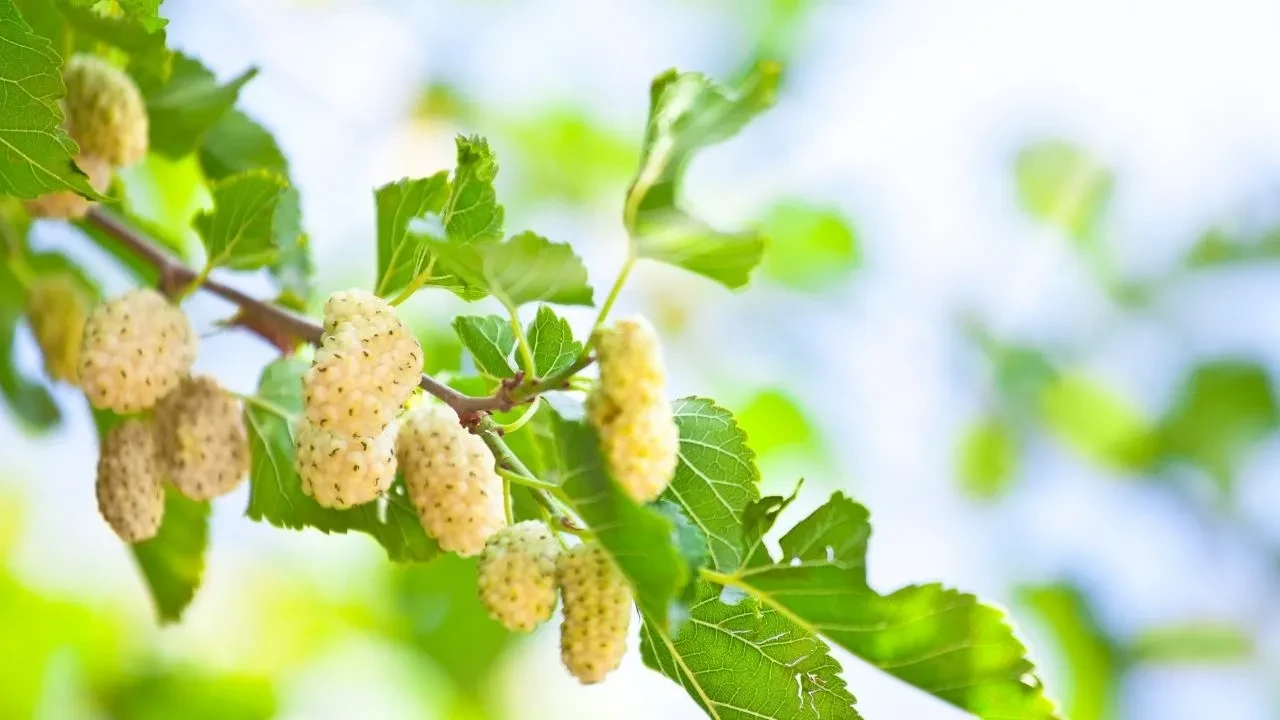 Altın değerinde bilgi! Her yerden dut yaprağı toplayacaksınız