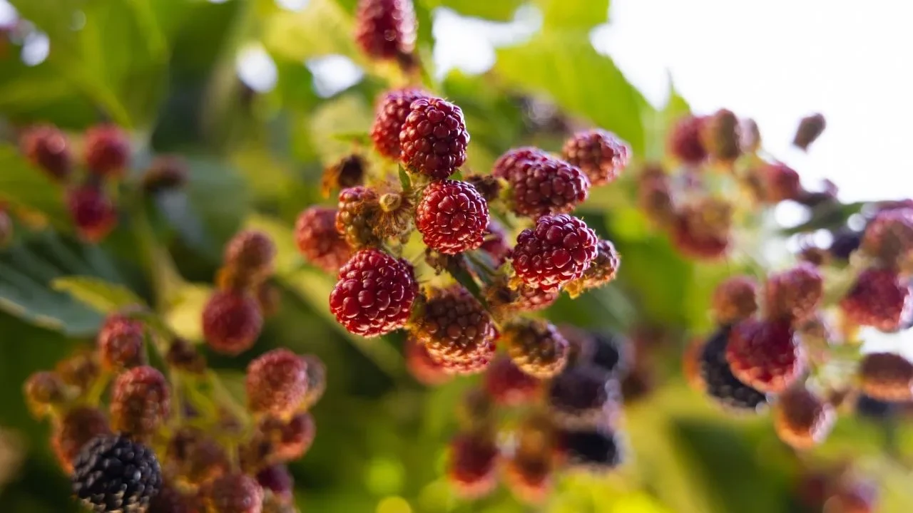 Altın değerinde bilgi! Her yerden dut yaprağı toplayacaksınız