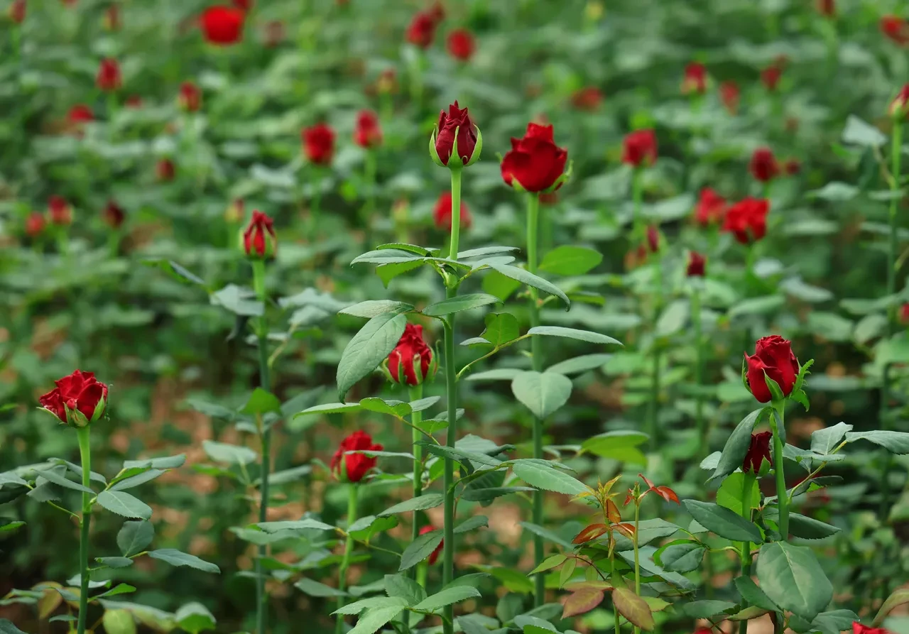 Anneler Günü öncesi gül fiyatları belli oldu! Dikkat çeken fiyat marjı