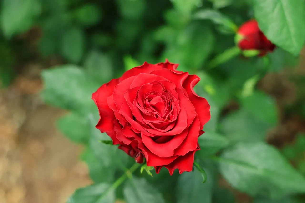 Anneler Günü öncesi gül fiyatları belli oldu! Dikkat çeken fiyat marjı