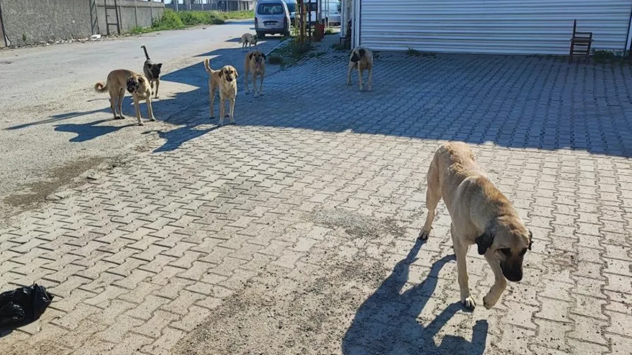 Başıboş sokak köpekleri tehlike saçıyor! "Gelene gidene saldırıyorlar"