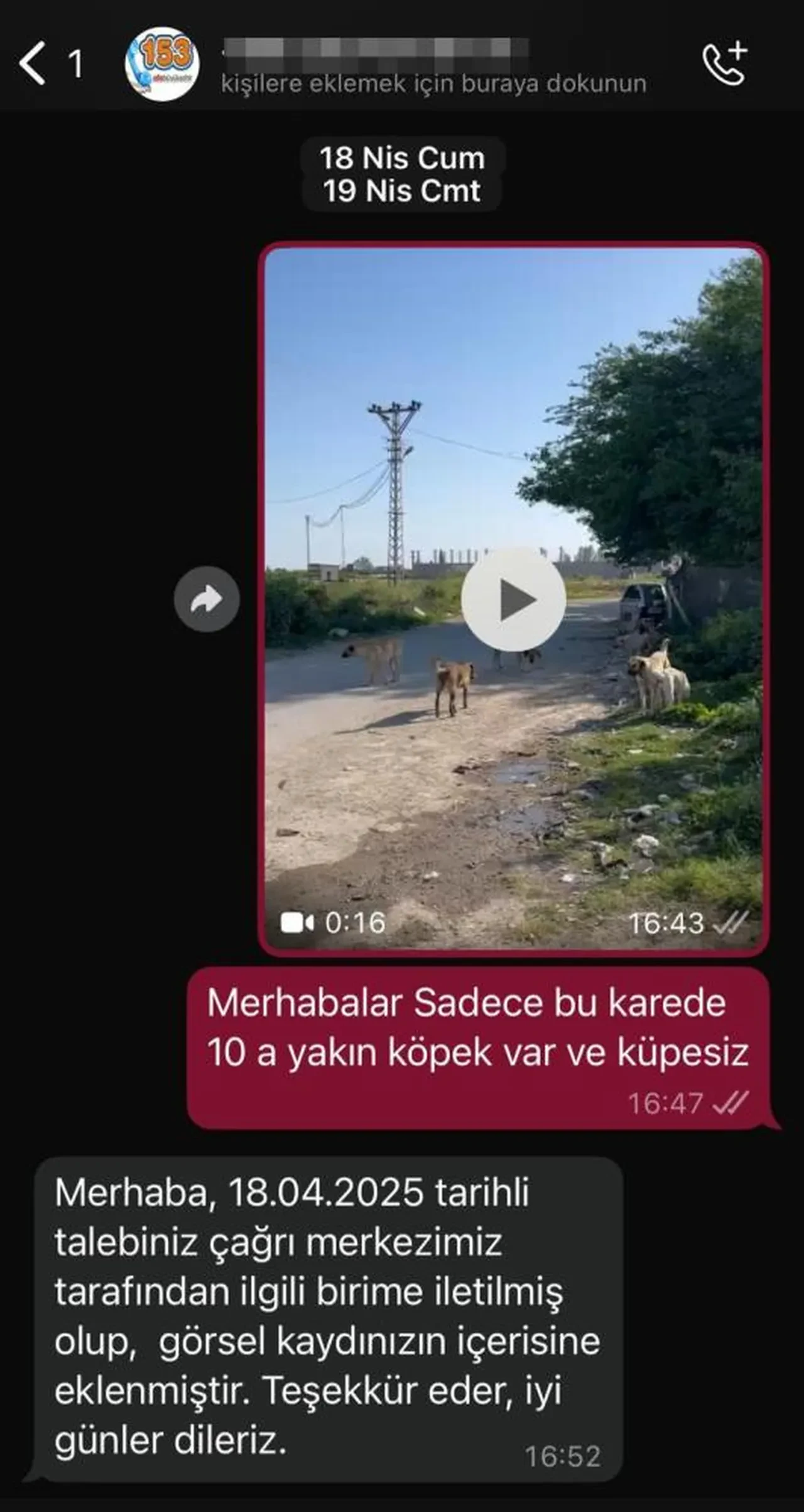 Başıboş sokak köpekleri tehlike saçıyor! "Gelene gidene saldırıyorlar"