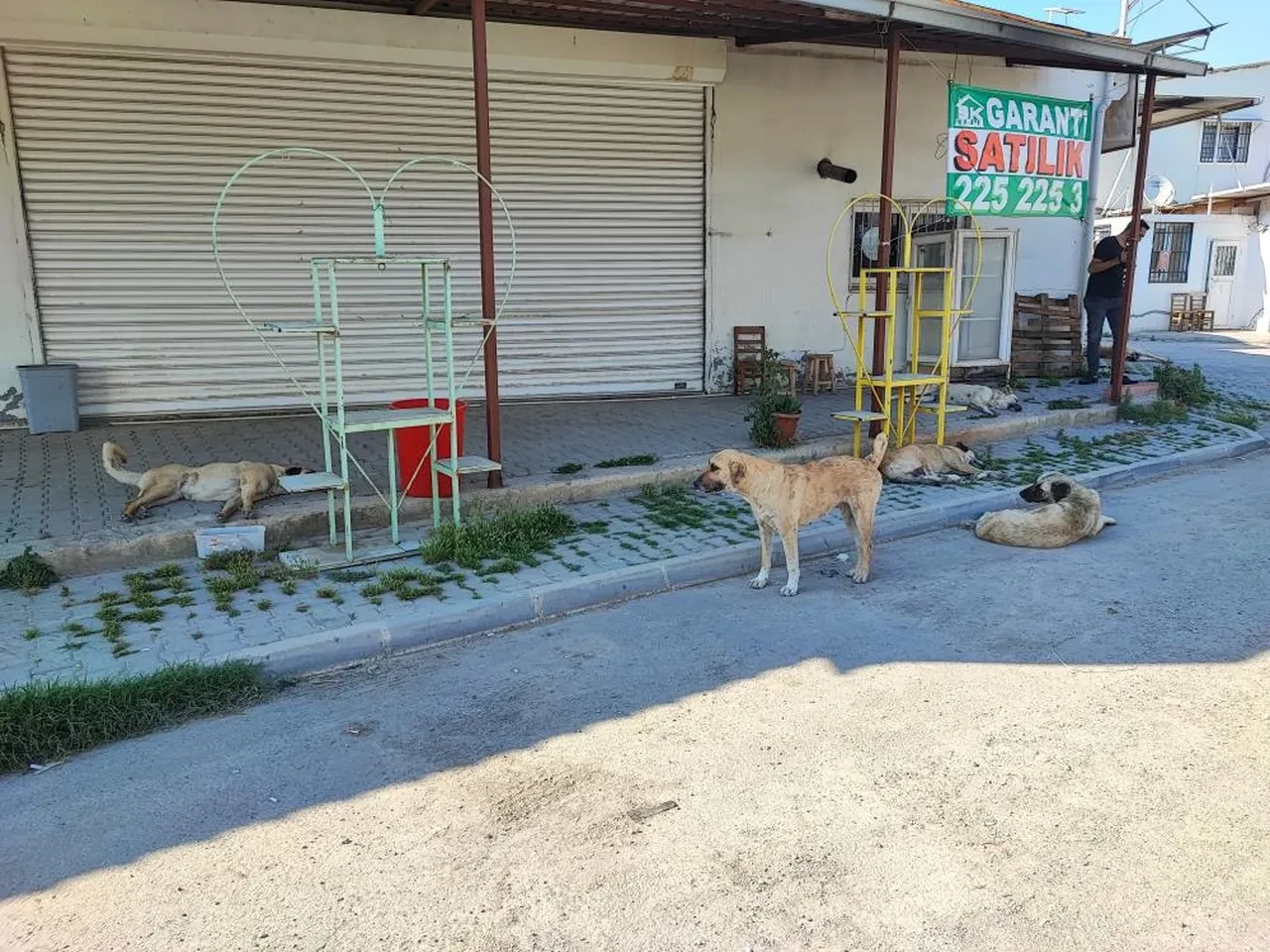 Başıboş sokak köpekleri tehlike saçıyor! "Gelene gidene saldırıyorlar"