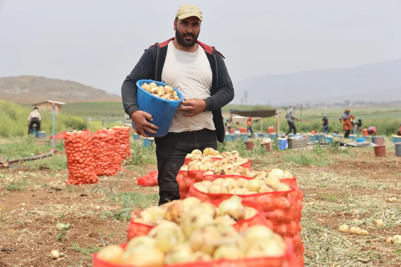 Hatay'da tarım işçilerinin günlük yevmiyeleri belli oldu!