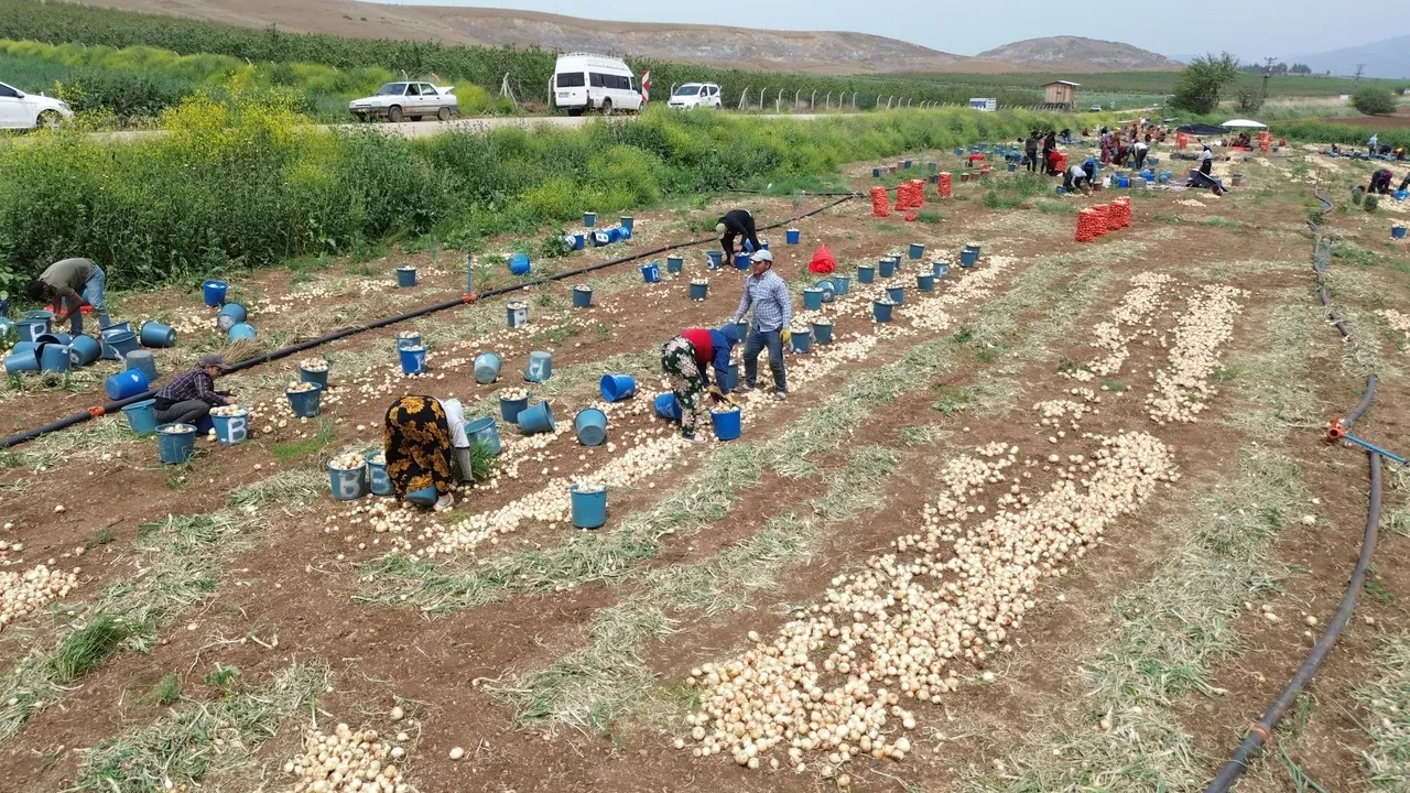 Hatay'da tarım işçilerinin günlük yevmiyeleri belli oldu!