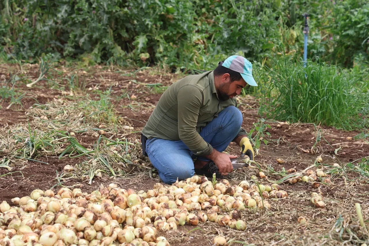 Hatay'da tarım işçilerinin günlük yevmiyeleri belli oldu!