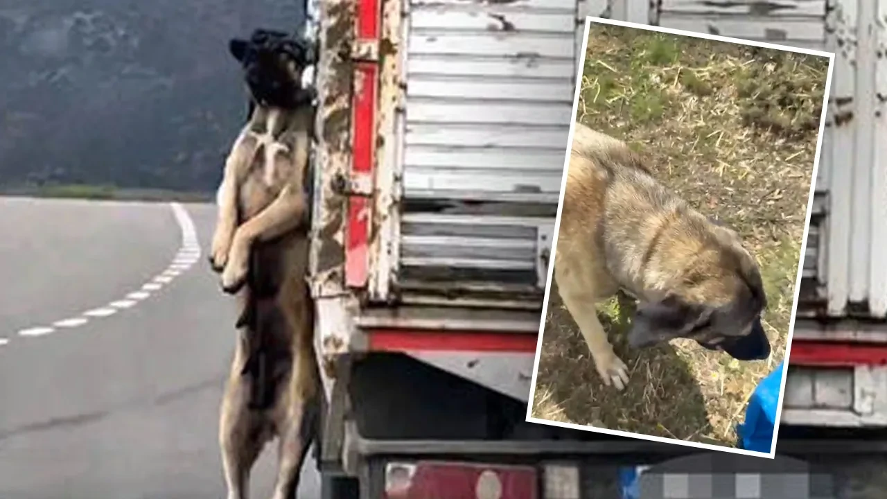 Köpeği kamyonet kasasından iple sarkıtmıştı! Gerçek ortaya çıktı