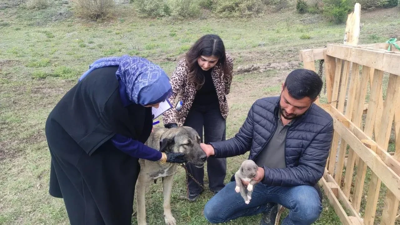 Sosyal medyada linç edilmişti! Kamyondan sarkan köpeğin sahibi konuştu: "Videomuzu çekene kadar..."