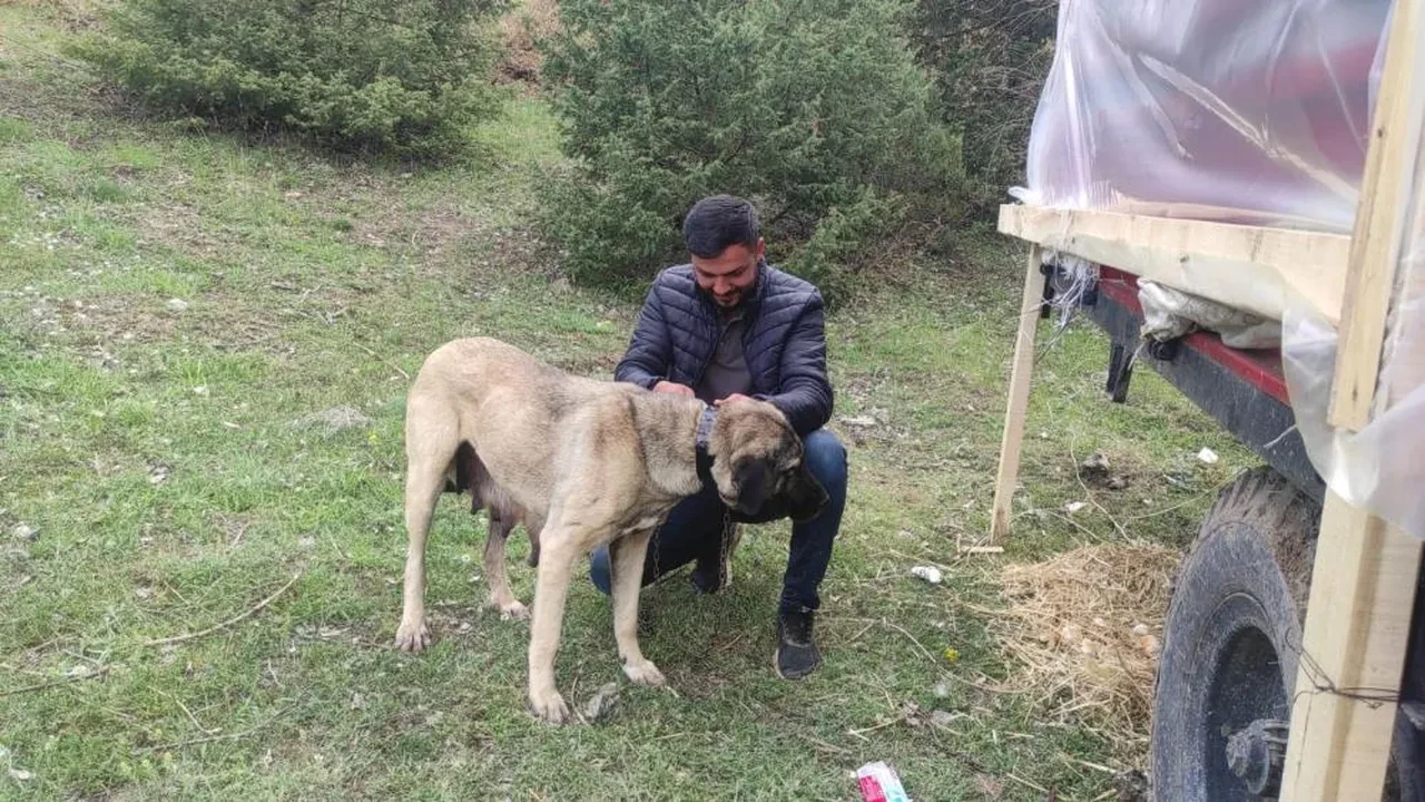 Sosyal medyada linç edilmişti! Kamyondan sarkan köpeğin sahibi konuştu: "Videomuzu çekene kadar..."