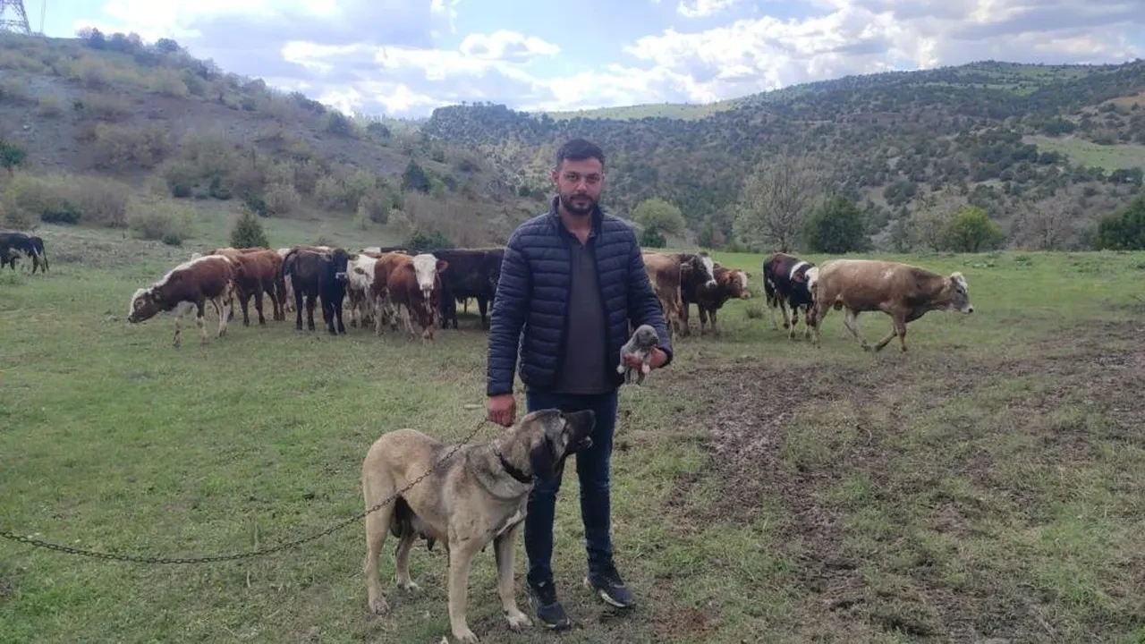 Sosyal medyada linç edilmişti! Kamyondan sarkan köpeğin sahibi konuştu: "Videomuzu çekene kadar..."
