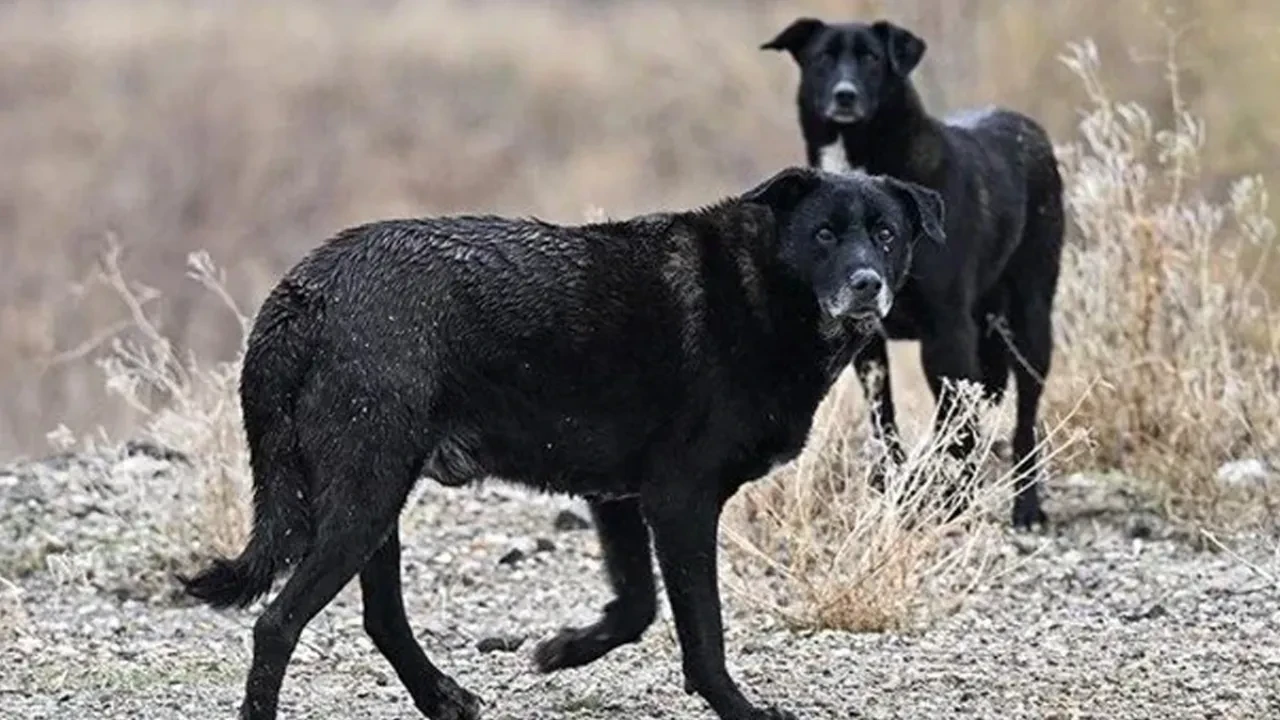 AYM'den sahipsiz köpek yasası için karar