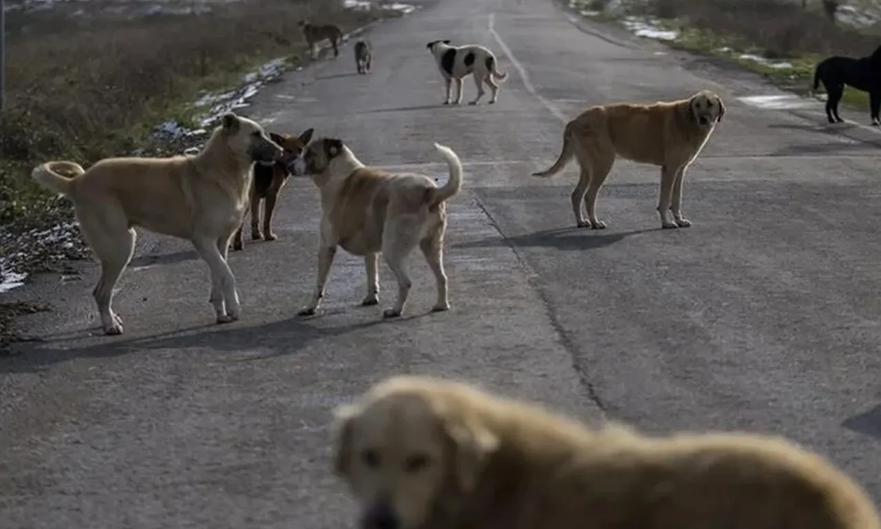AYM'den sahipsiz köpek yasası için karar