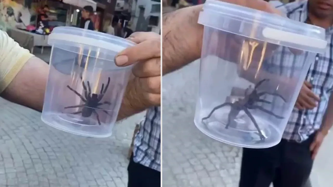 Görenler şaşkına döndü! Dev etçil örümcek paniğe neden oldu
