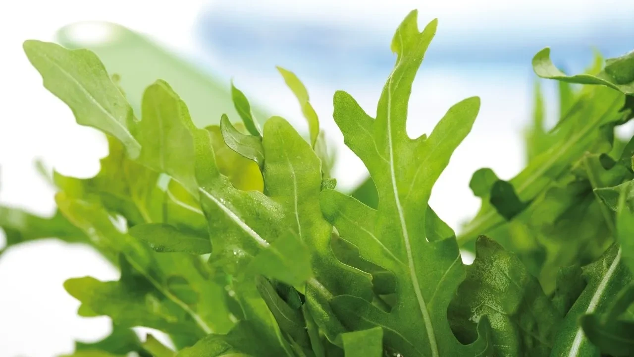 Kanser düşmanı besin! Faydalarını duyan sofrasında tabak tabak bulunduruyor