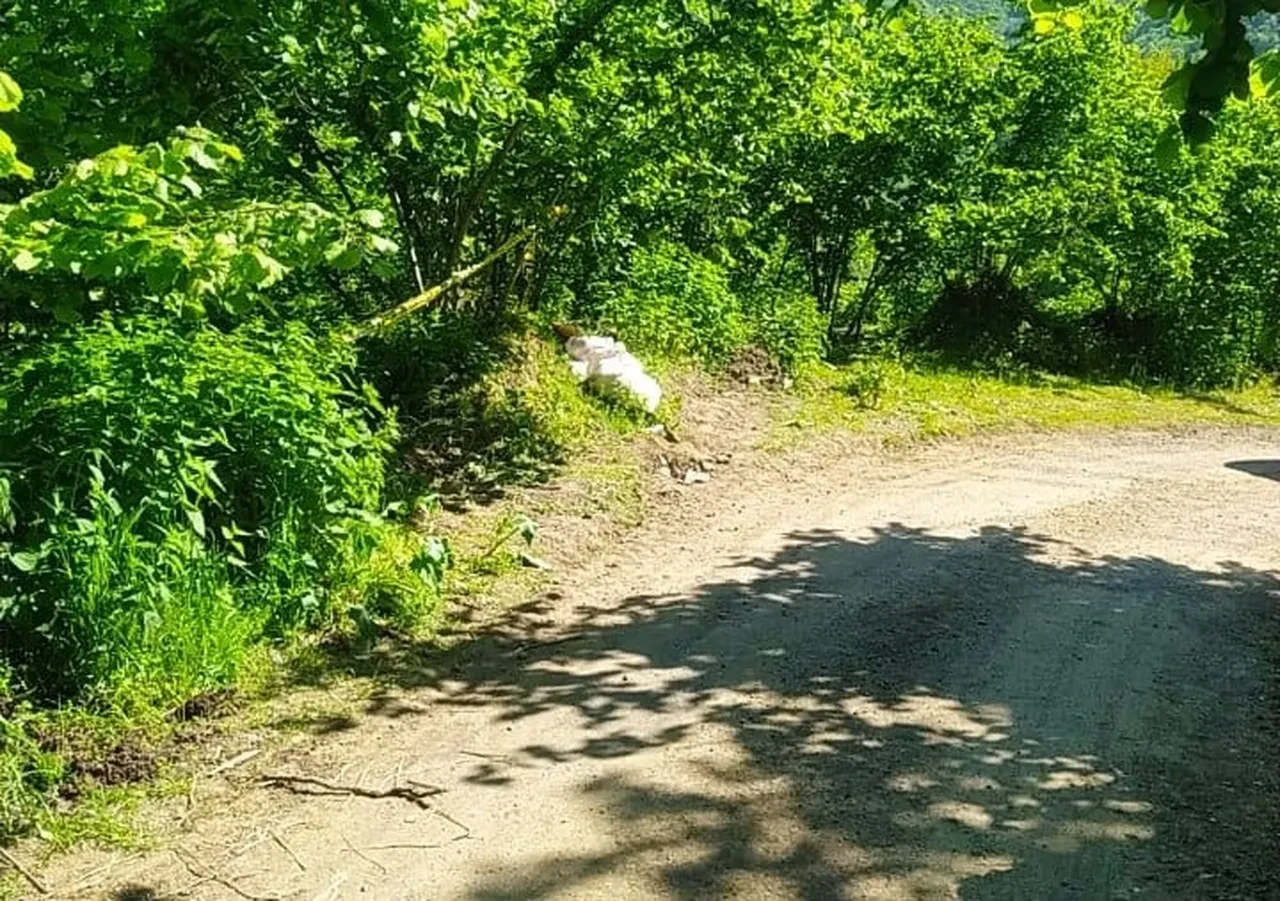 Ordu’da fındık bahçesinde ölü bulundu: İlçeyi hüzne boğdu!
