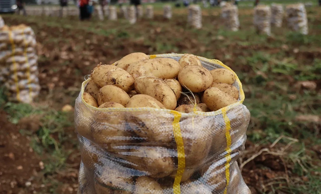 Tonlarca patatesten virüs çıktı! Hepsi geri gönderildi
