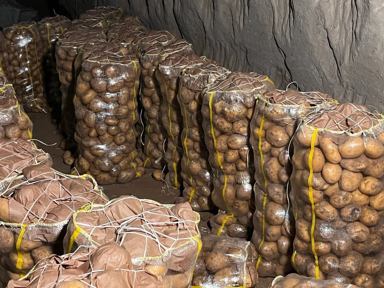 Tonlarca patatesten virüs çıktı! Hepsi geri gönderildi