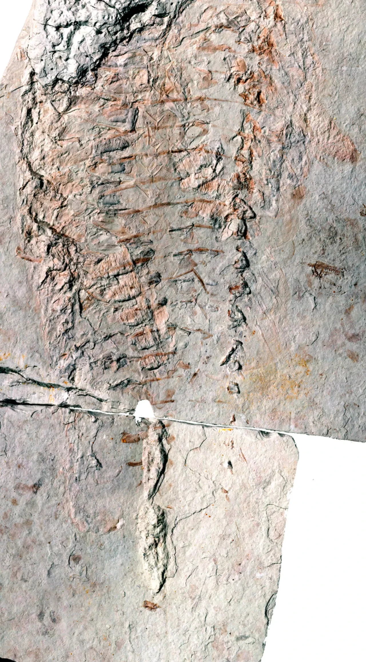 25 yıl uğraştı 444 milyon yıllık fosil buldu! İlk işi annesine verdiği sözü tutmak oldu