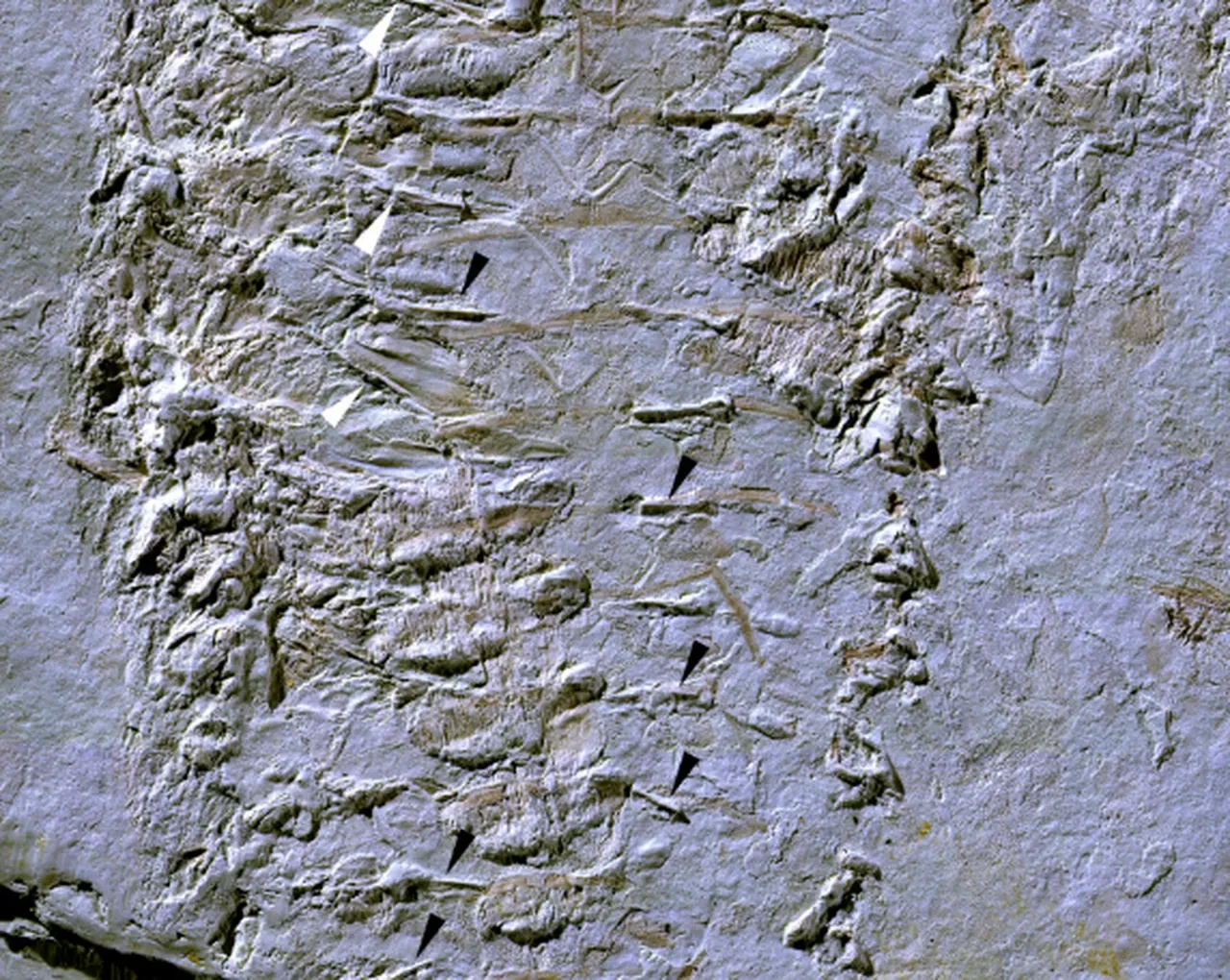 25 yıl uğraştı 444 milyon yıllık fosil buldu! İlk işi annesine verdiği sözü tutmak oldu