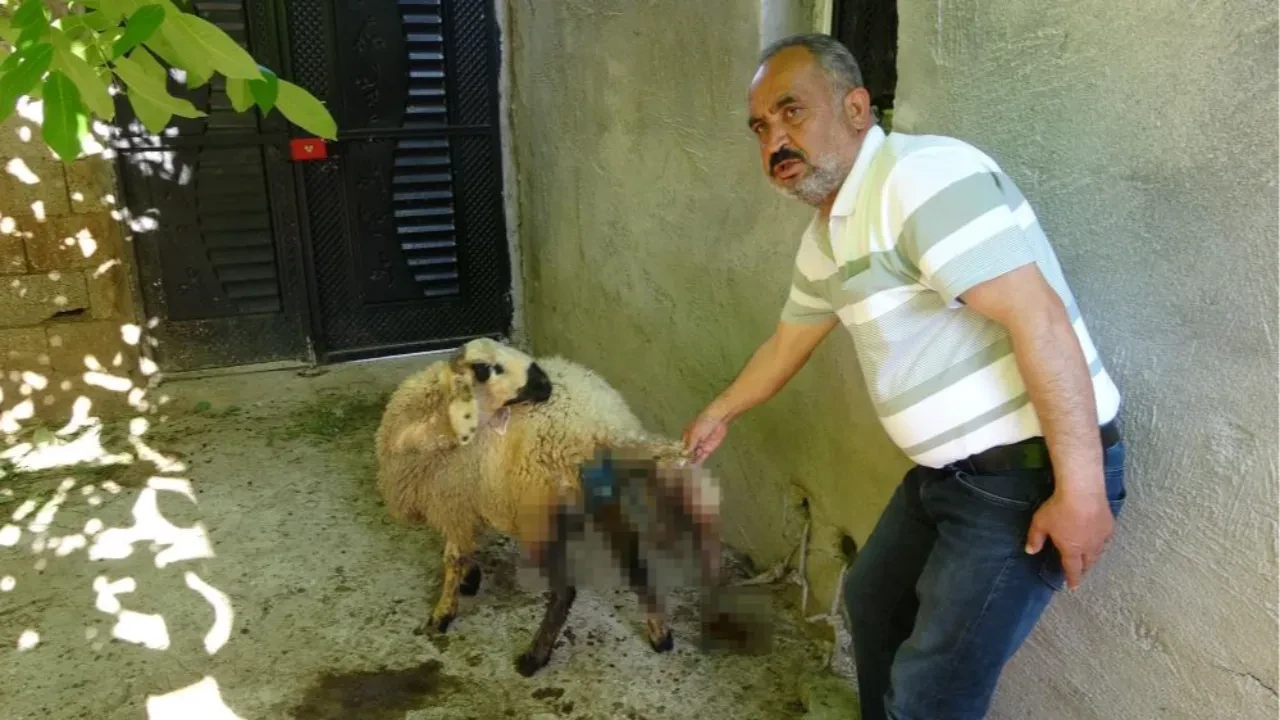 Başıboş sokak köpekleri yine dehşet saçtı! Bu kez yer Adıyaman