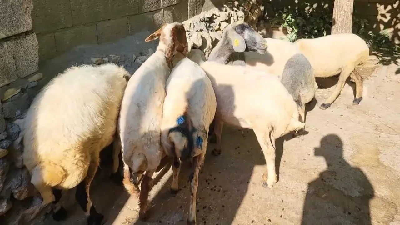 Başıboş sokak köpekleri yine dehşet saçtı! Bu kez yer Adıyaman