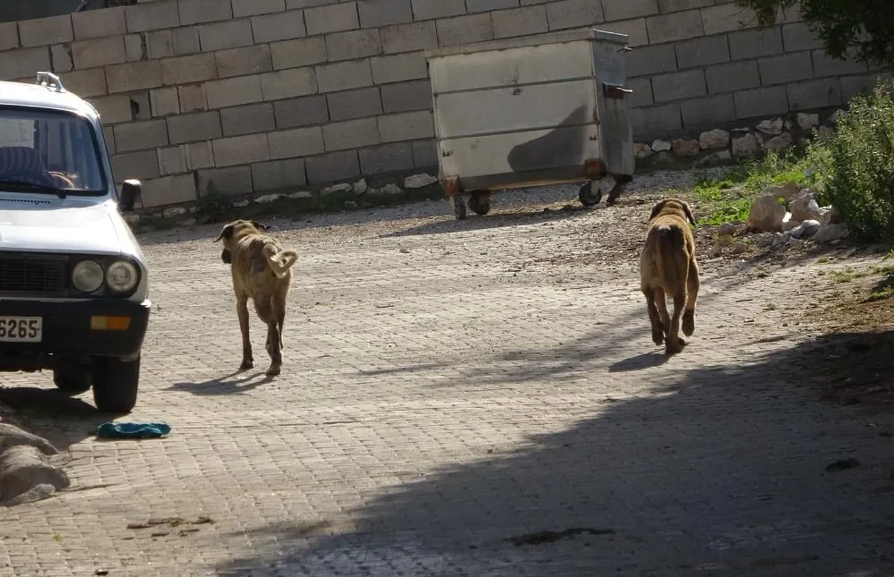 Başıboş sokak köpekleri yine dehşet saçtı! Bu kez yer Adıyaman