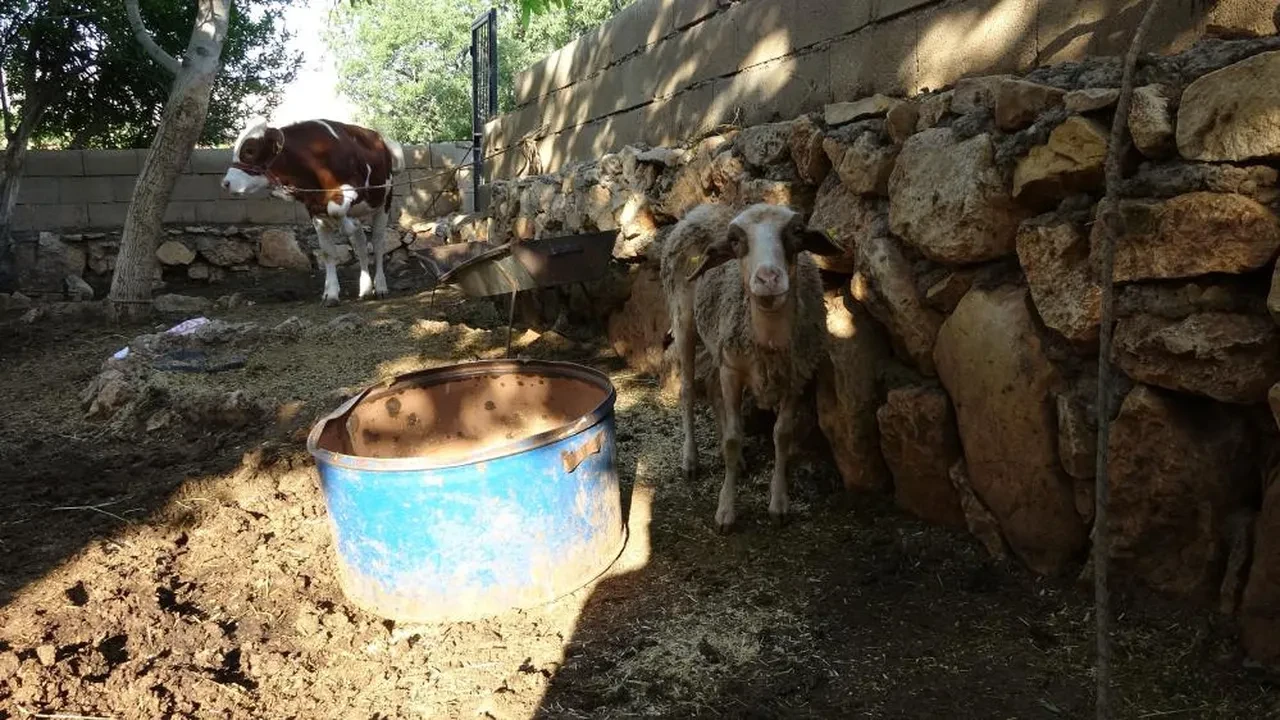 Başıboş sokak köpekleri yine dehşet saçtı! Bu kez yer Adıyaman