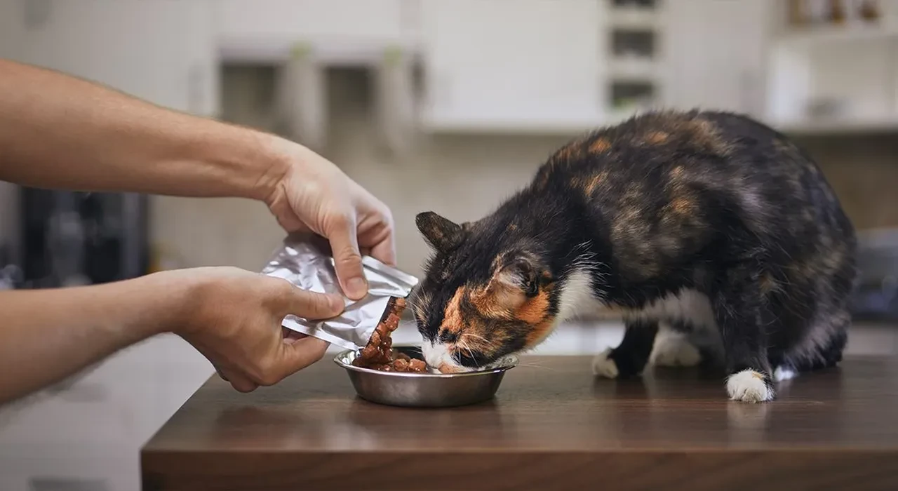 Bunlar evcil hayvanlarınızı zehirliyor! Kedi köpek sahipleri aman dikkat