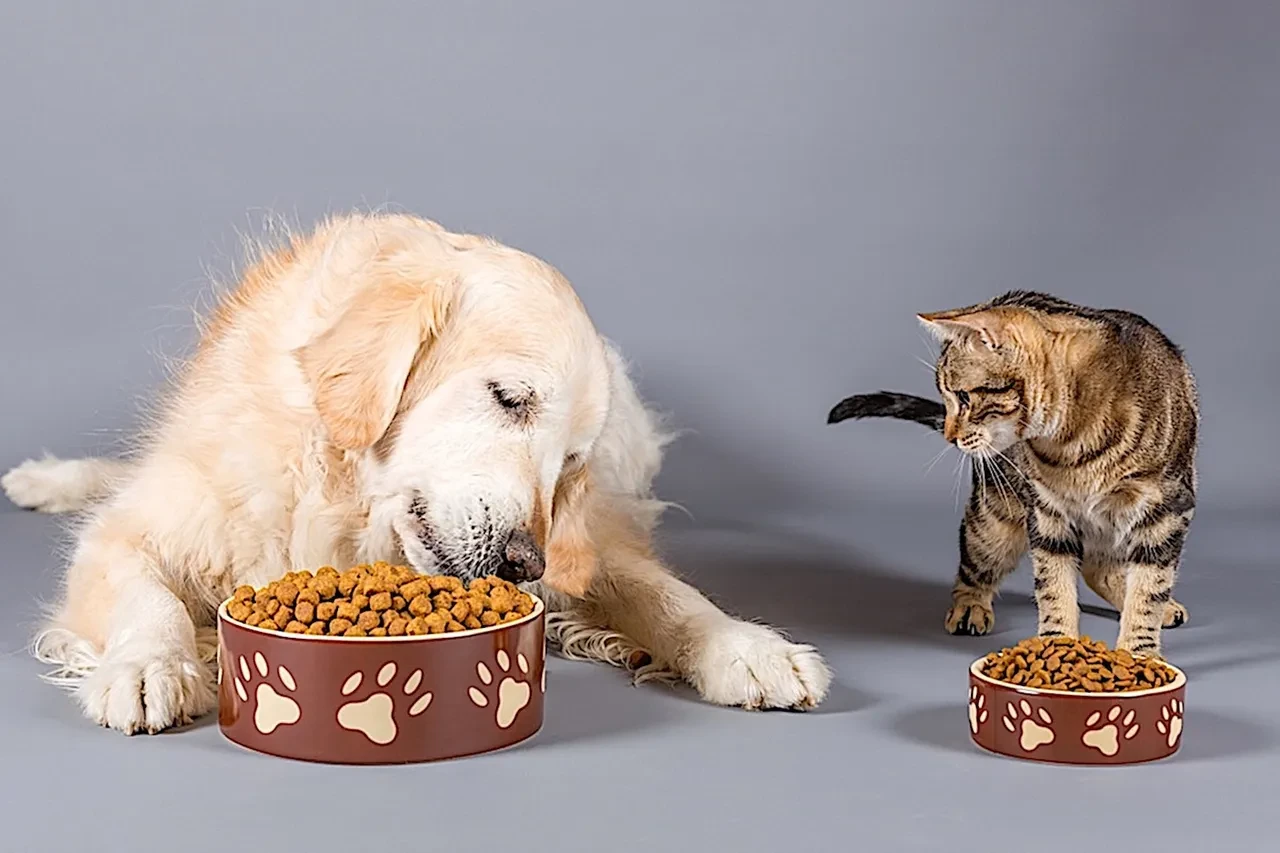 Bunlar evcil hayvanlarınızı zehirliyor! Kedi köpek sahipleri aman dikkat