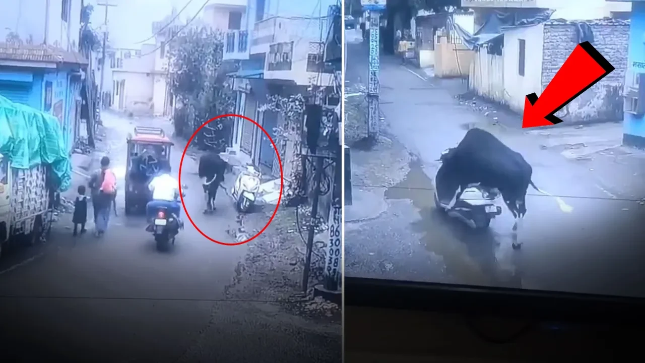 Fıkra gibi hırsızlık! Boğa sakince yaklaştığı motoru çaldı