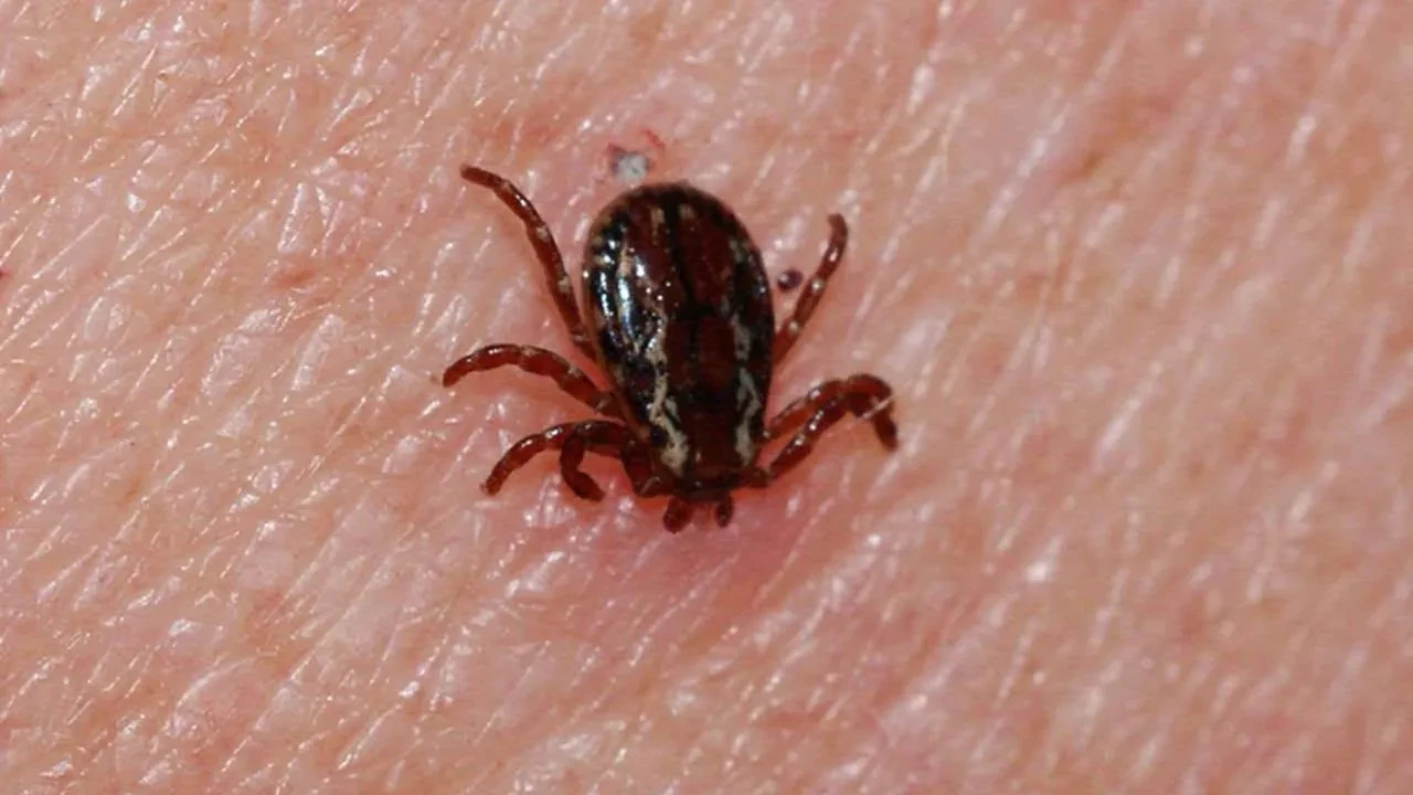 Havalar ısındı kene kâbusu geri döndü! Uzmanlar tarih vererek uyardı 