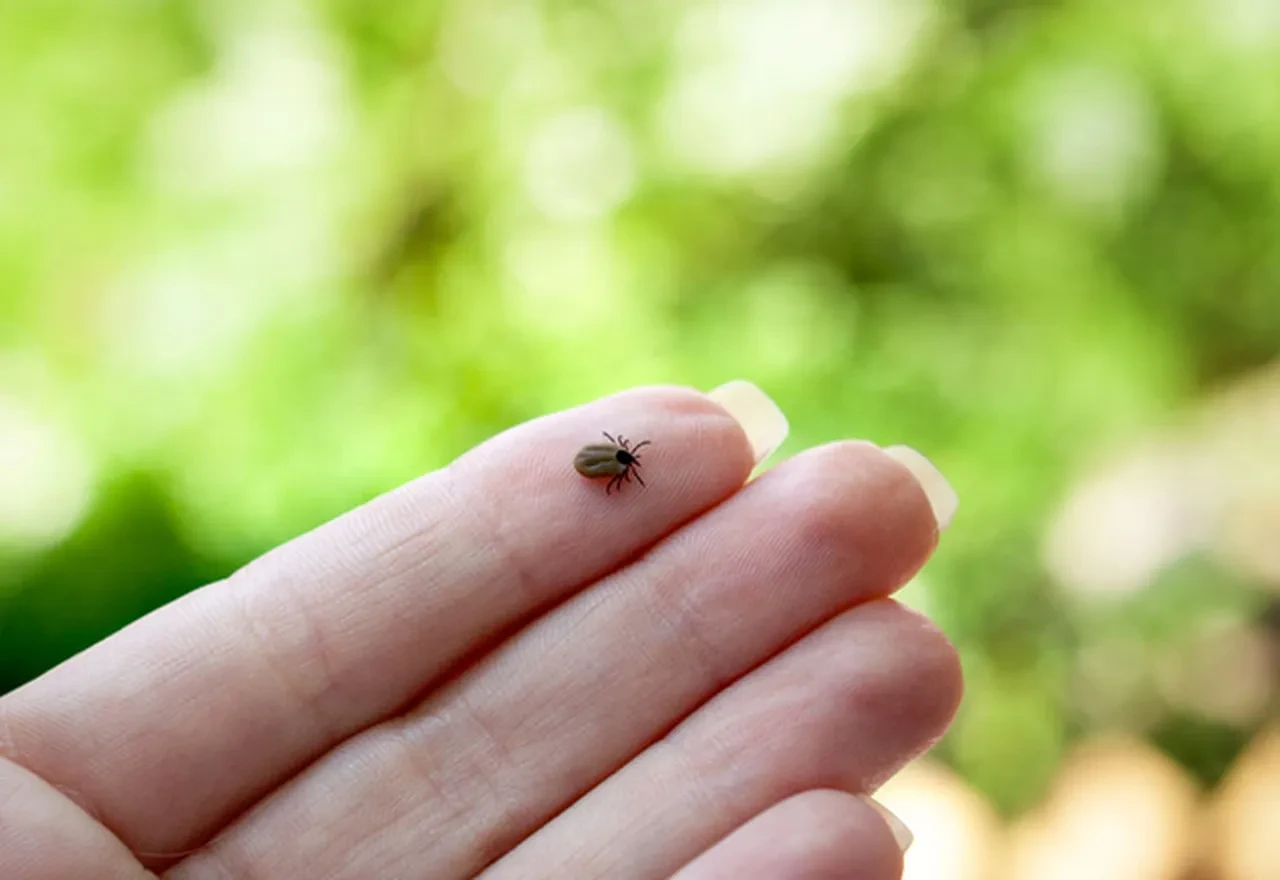Havalar ısındı kene kâbusu geri döndü! Uzmanlar tarih vererek uyardı 
