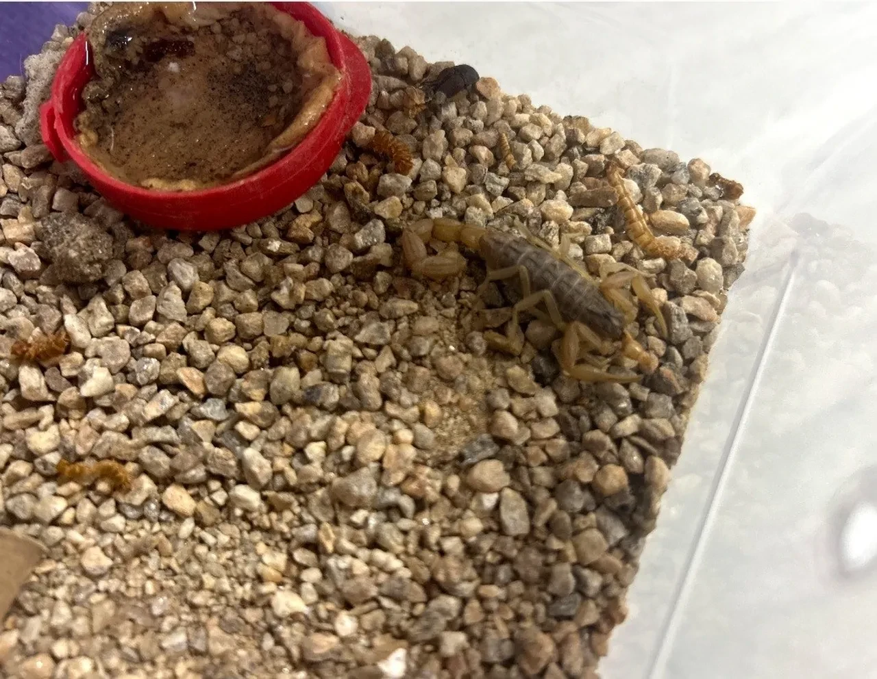 İnternette gördü, hayatı değişti! Litresini 10 milyon dolara satıyor: Özel dolaplarda saklanıyor