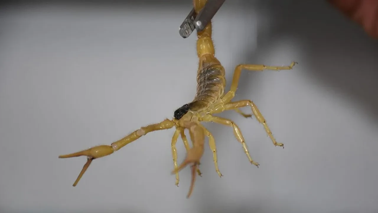 İnternette gördü, hayatı değişti! Litresini 10 milyon dolara satıyor: Özel dolaplarda saklanıyor