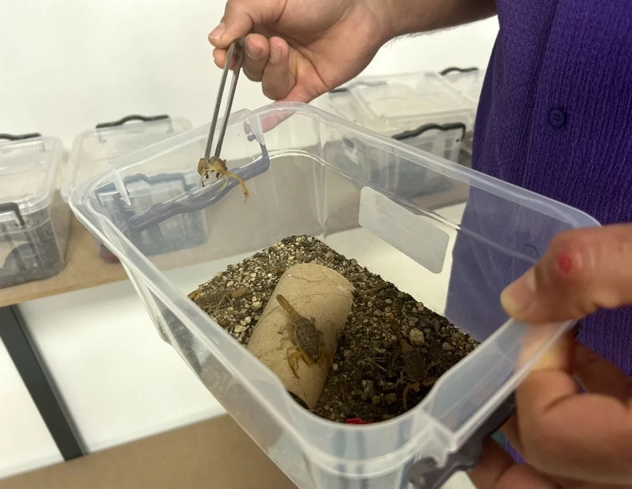 İnternette gördü, hayatı değişti! Litresini 10 milyon dolara satıyor: Özel dolaplarda saklanıyor